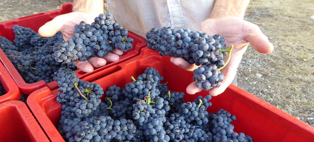 Harvest Nintingbool winery